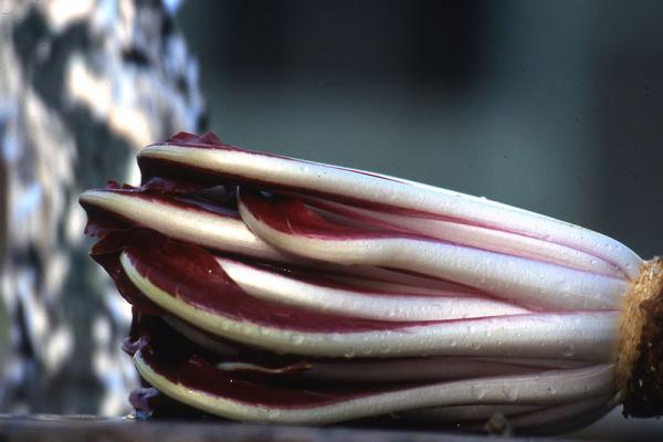 Radicchio tardivo in agrodolce